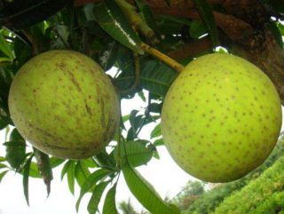 Buah Mangga Kweni