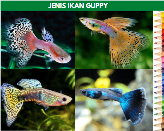 Gambar ikan guppy