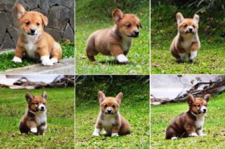 Harga Anakan Anjing Corgi di Bali