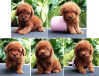 Harga Anakan Anjing Pudel