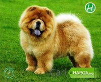 Harga Anjing Chow Chow