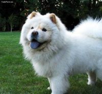 Harga Anjing Chow Chow Putih