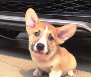 Harga Anjing Corgi di Jakarta