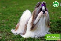 Harga Anjing Shih Tzu