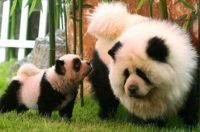 Harga Anjing chow chow panda