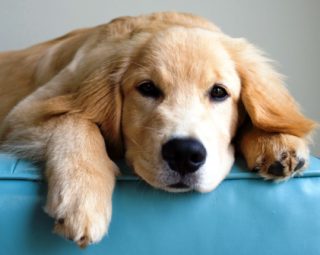 Harga Anjing golden retriever