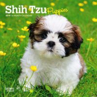 Harga Anjing shih tzu mini atau puppy