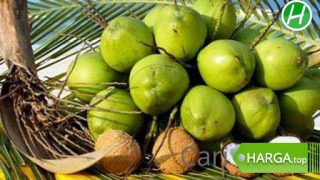 Harga Buah Kelapa