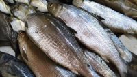 Harga Ikan Bandeng segar