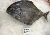 Harga Ikan Bawal Hitam