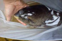 Harga Ikan Gurame Jepun