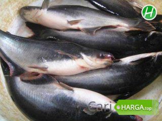 Harga Ikan Patin