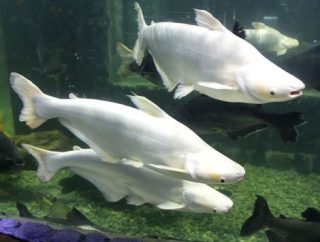 Harga Ikan Patin Albino