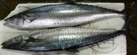 Harga Ikan Tenggiri Segar