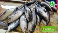 Harga Ikan Tuna