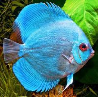 Harga Ikan discus blue diamond