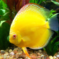 Harga Ikan discus gold yellow