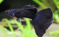 Harga  Ikan guppy black moscow