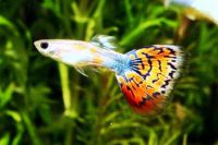 Harga Ikan guppy lokal