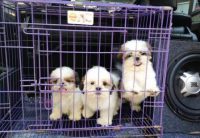 Harga Kandang Anjing Shih Tzu