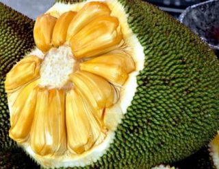 Harga Nangka Madu