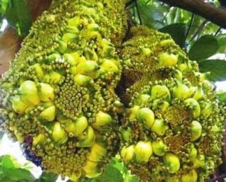 Harga Nangka Tanpa Kulit