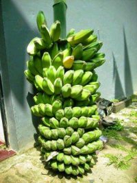 Harga Pisang Kepok 1 Tandan