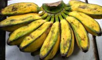 Harga Pisang Kepok Kuning