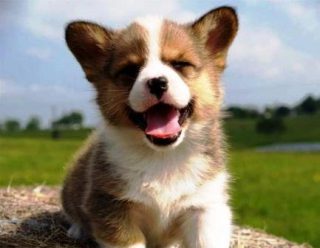 Harga anjing corgi puppy