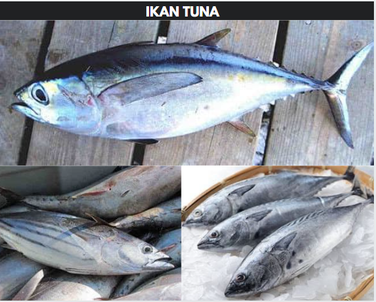 Ikan Tuna