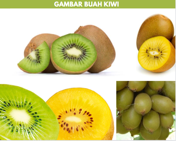 gambar buah kiwi