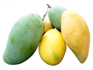 gambar buah mangga