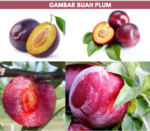 gambar buah plum