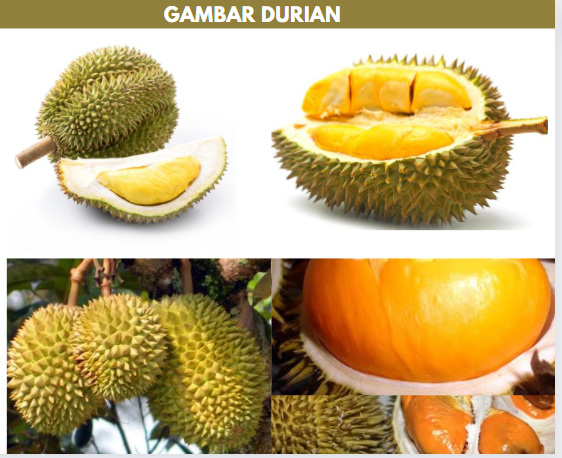 gambar durian