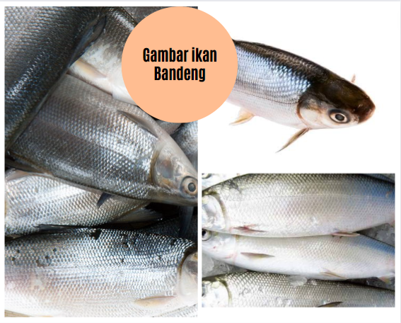 gambar ikan bandeng