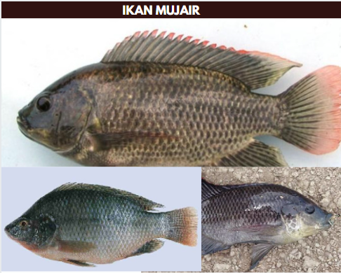 gambar ikan gurame