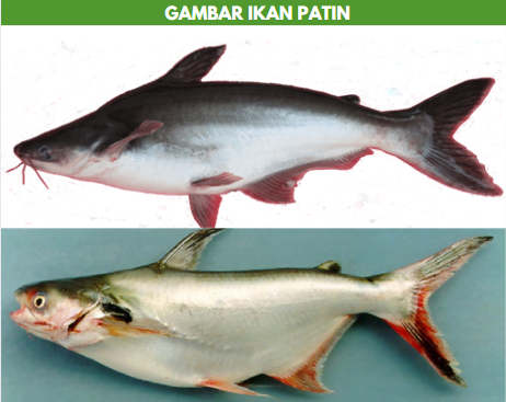 gambar ikan patin