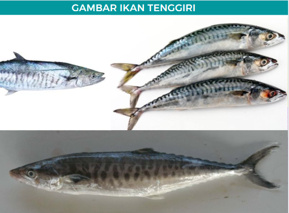 gambar ikan tenggiri