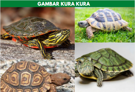 gambar kura kura