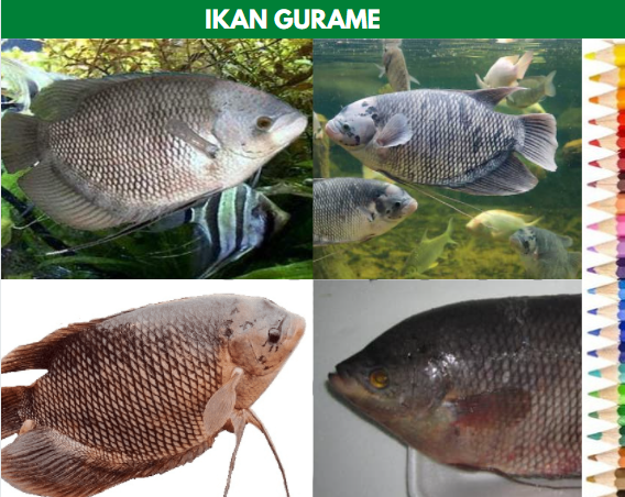 harga ikan gurame