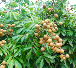 pohon buah kelengkeng