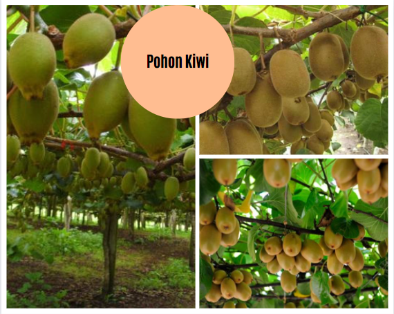 pohon kiwi