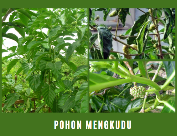 pohon mengkudu