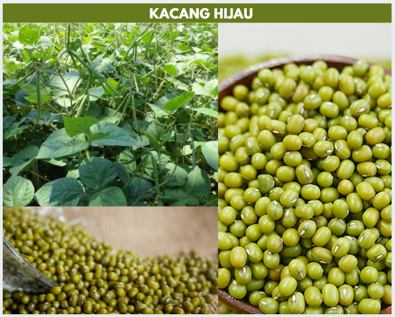 Gambar kacang hijau