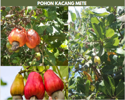 pohon kacang mete