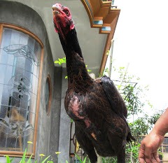 Ayam saigon indukan betina