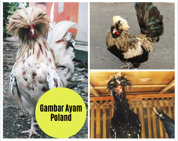 Gambar Ayam Poland