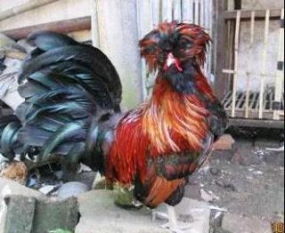 Harga Ayam Poland Galur Murni