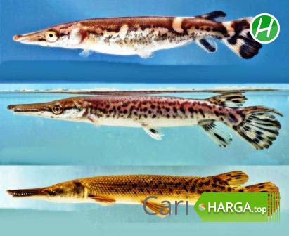 Harga Ikan Predator