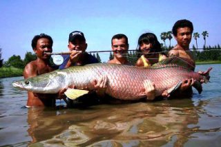 Harga Ikan Predator Arapaima